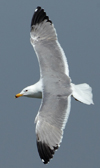 Larus armenicus
